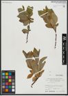 Foto von Salix hastata L.
